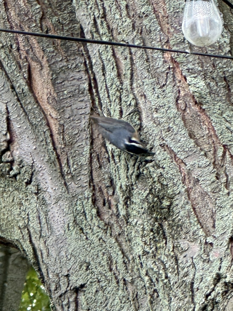 Red-breasted Nuthatch - ML619894857