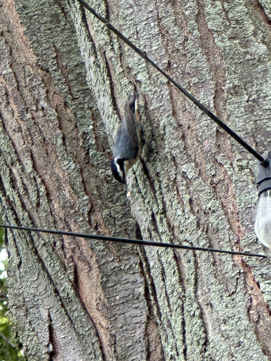 Red-breasted Nuthatch - ML619894858