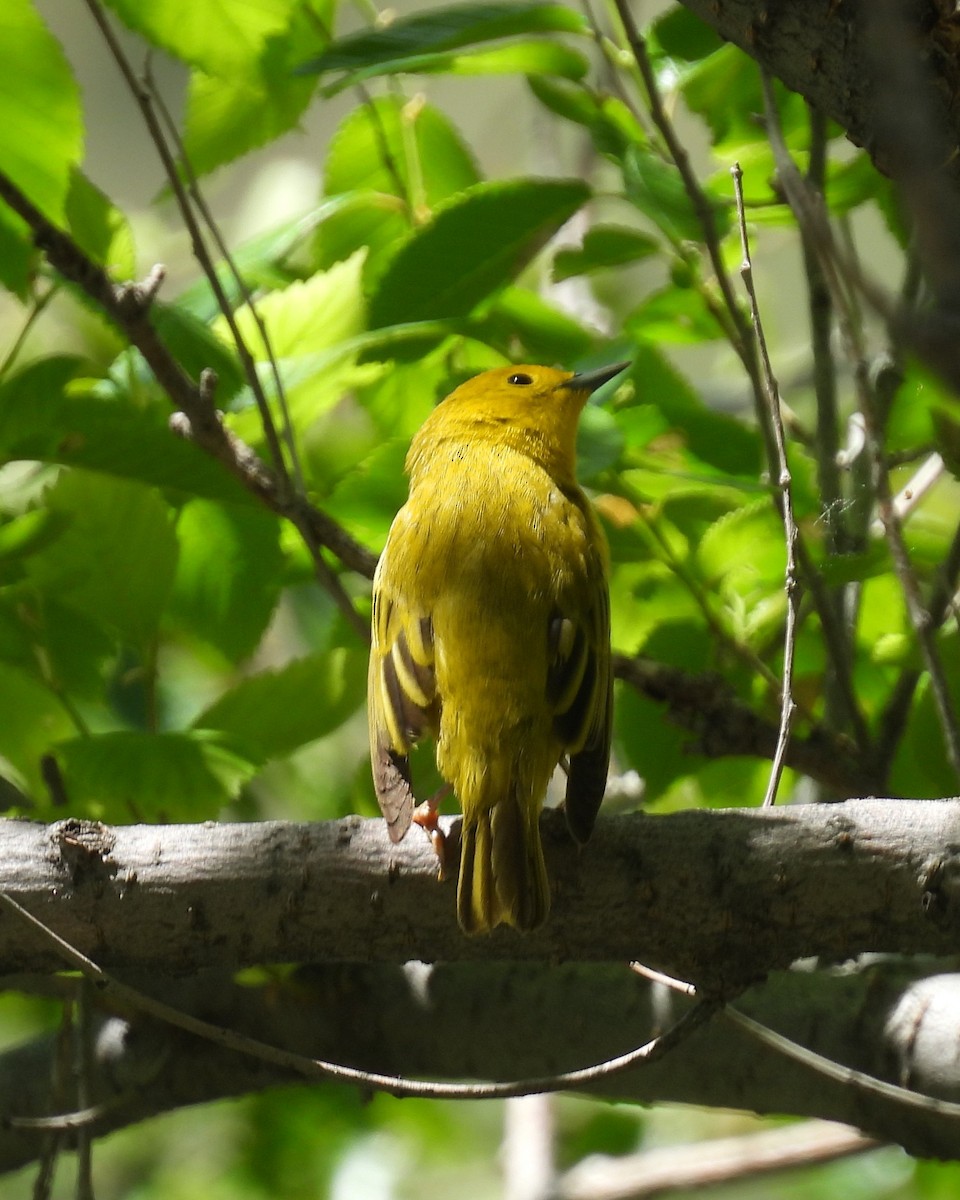 Yellow Warbler - ML619894861