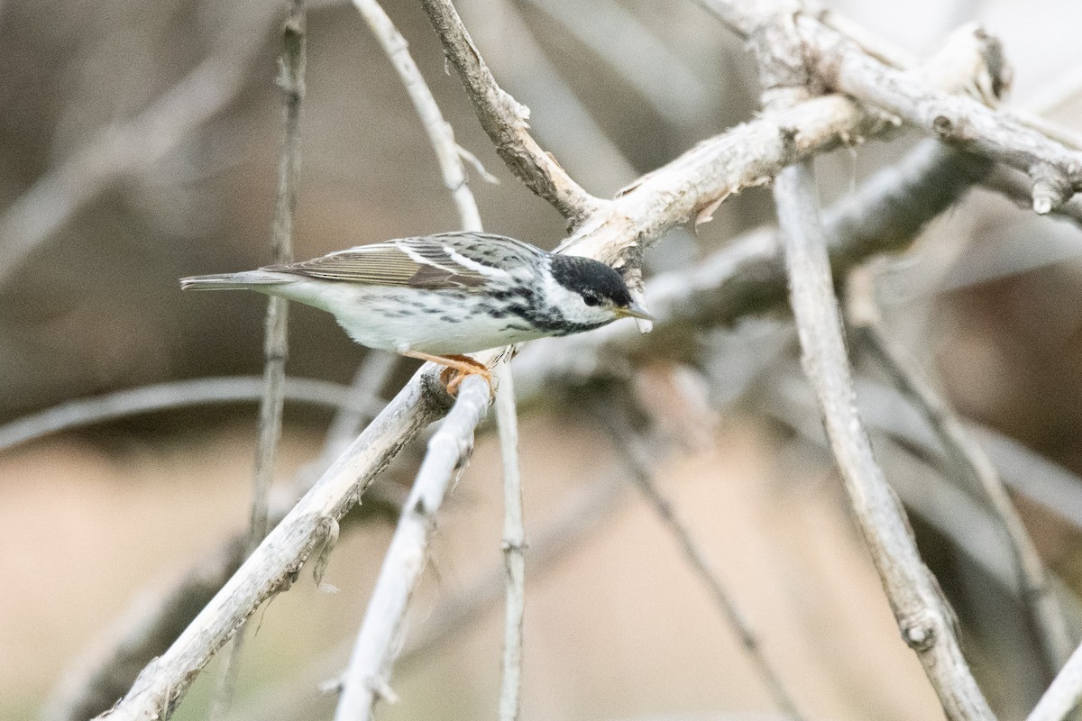 Blackpoll Warbler - ML619894867