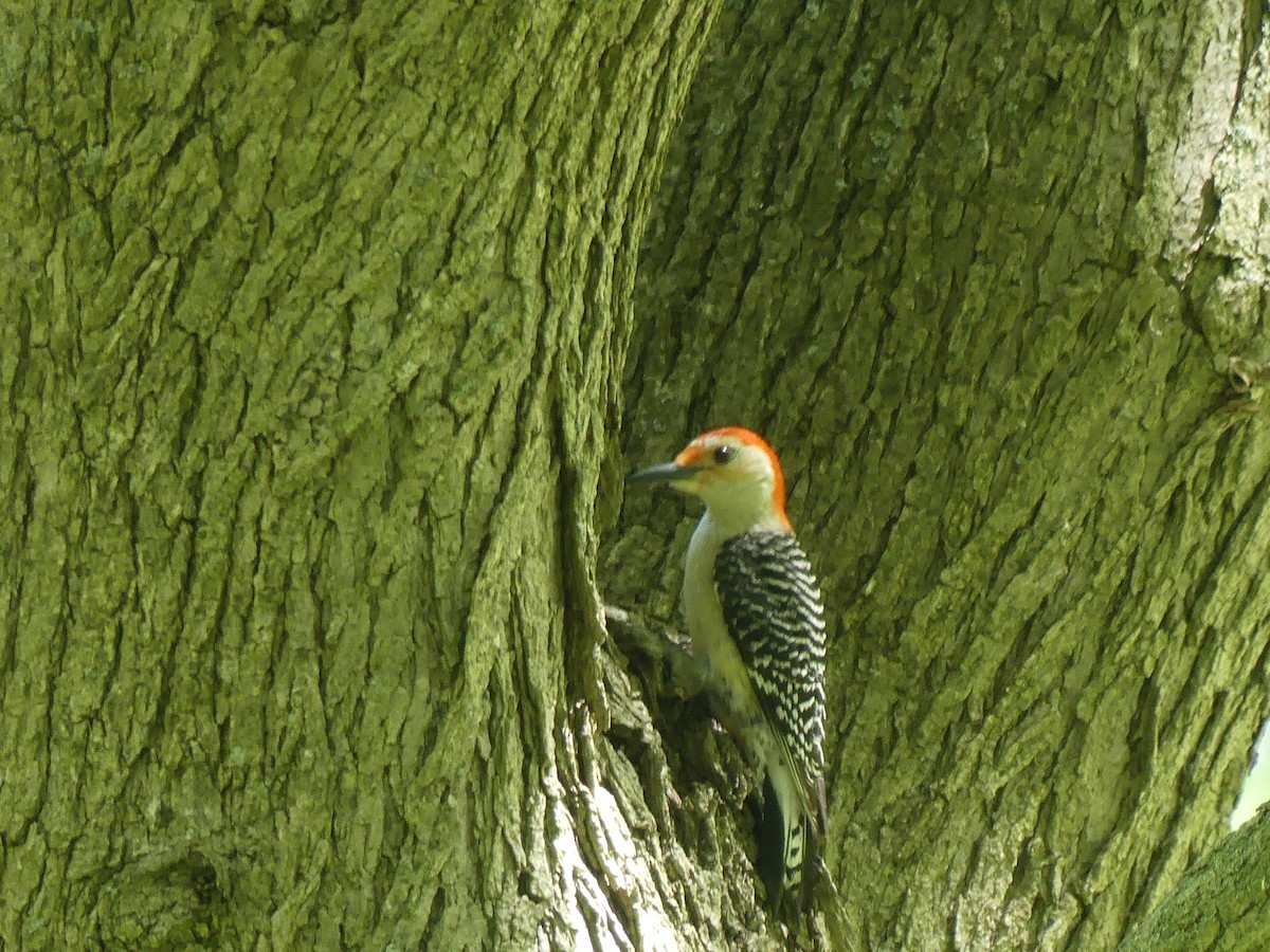 Red-bellied Woodpecker - ML619894874