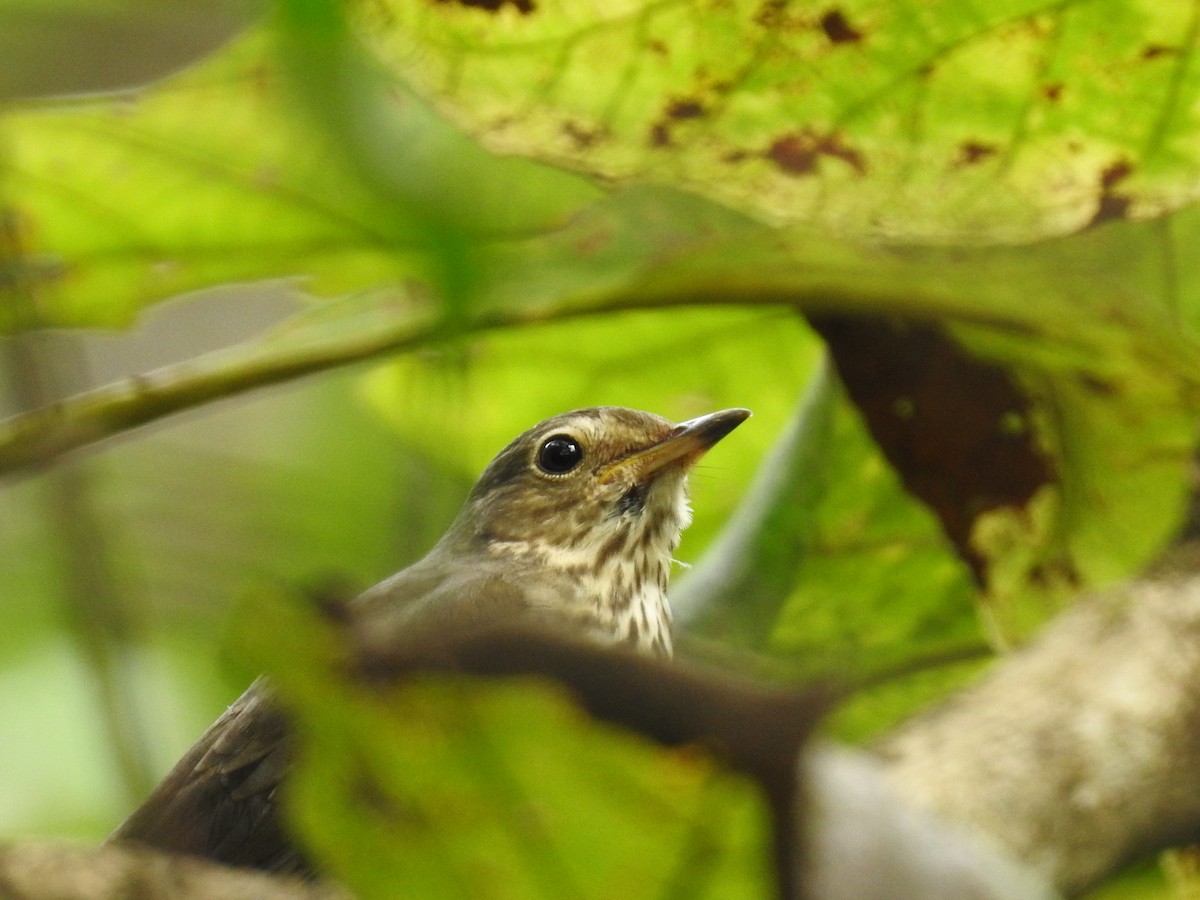 Swainson's Thrush - ML619894886