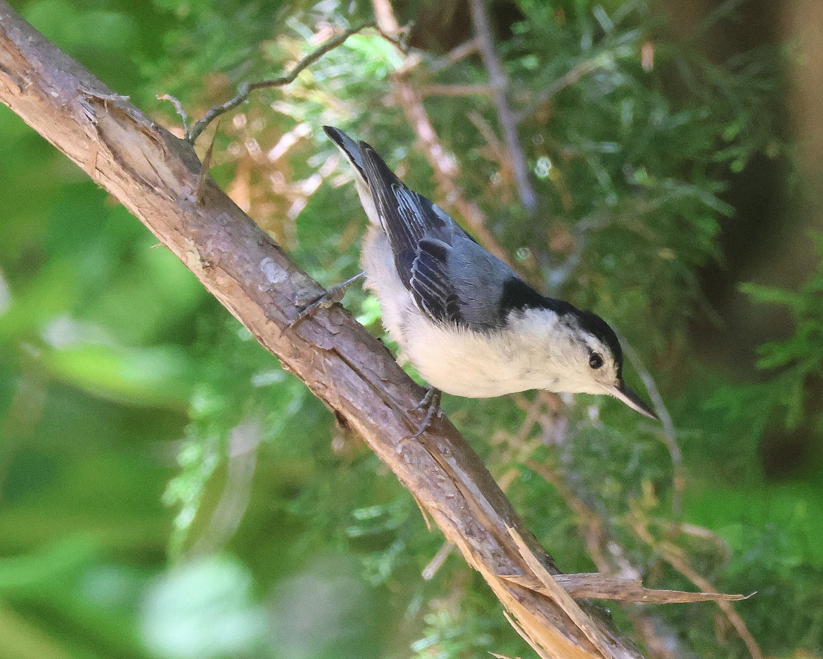 White-breasted Nuthatch - ML619894896