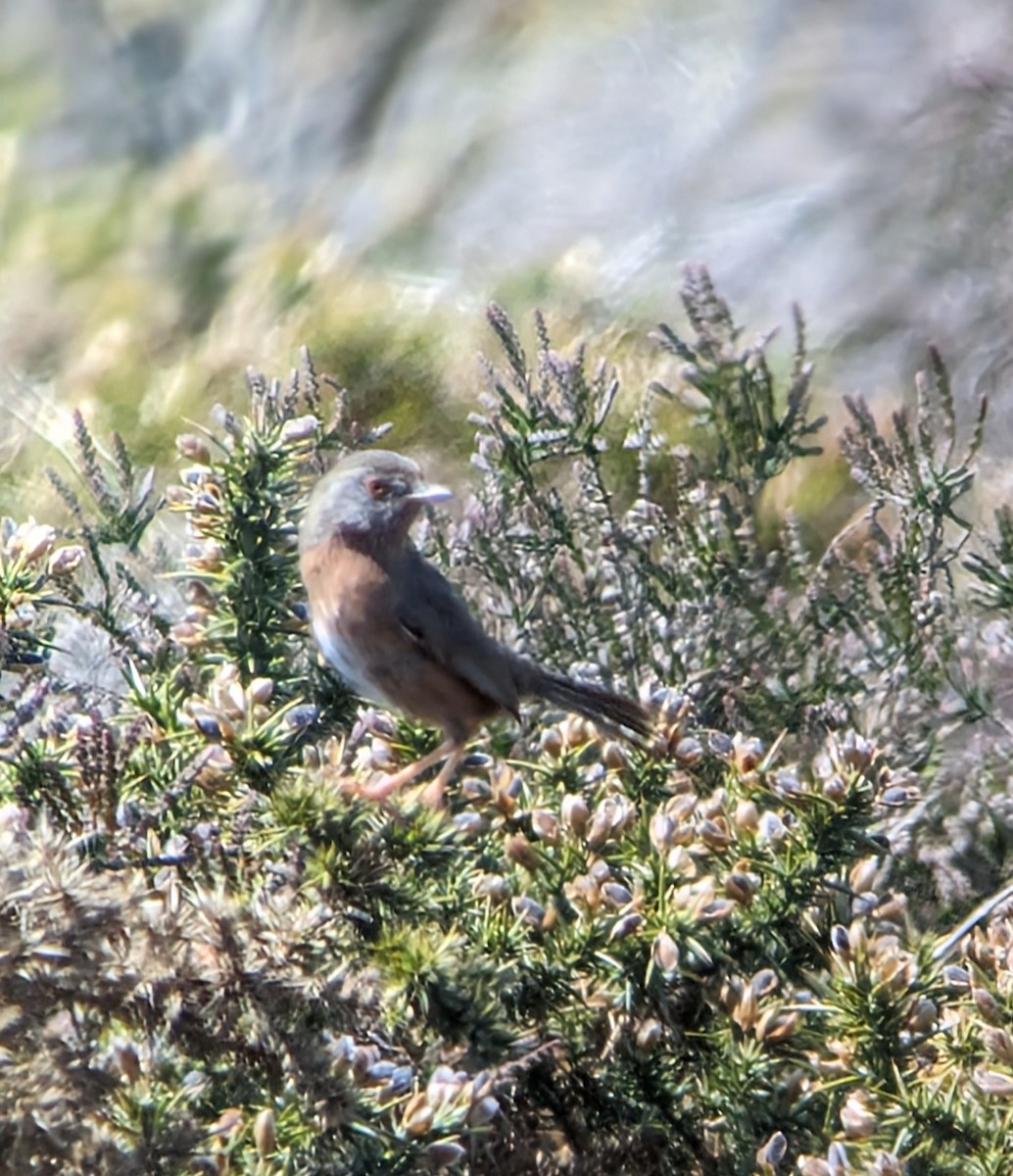 Dartford Warbler - ML619894897