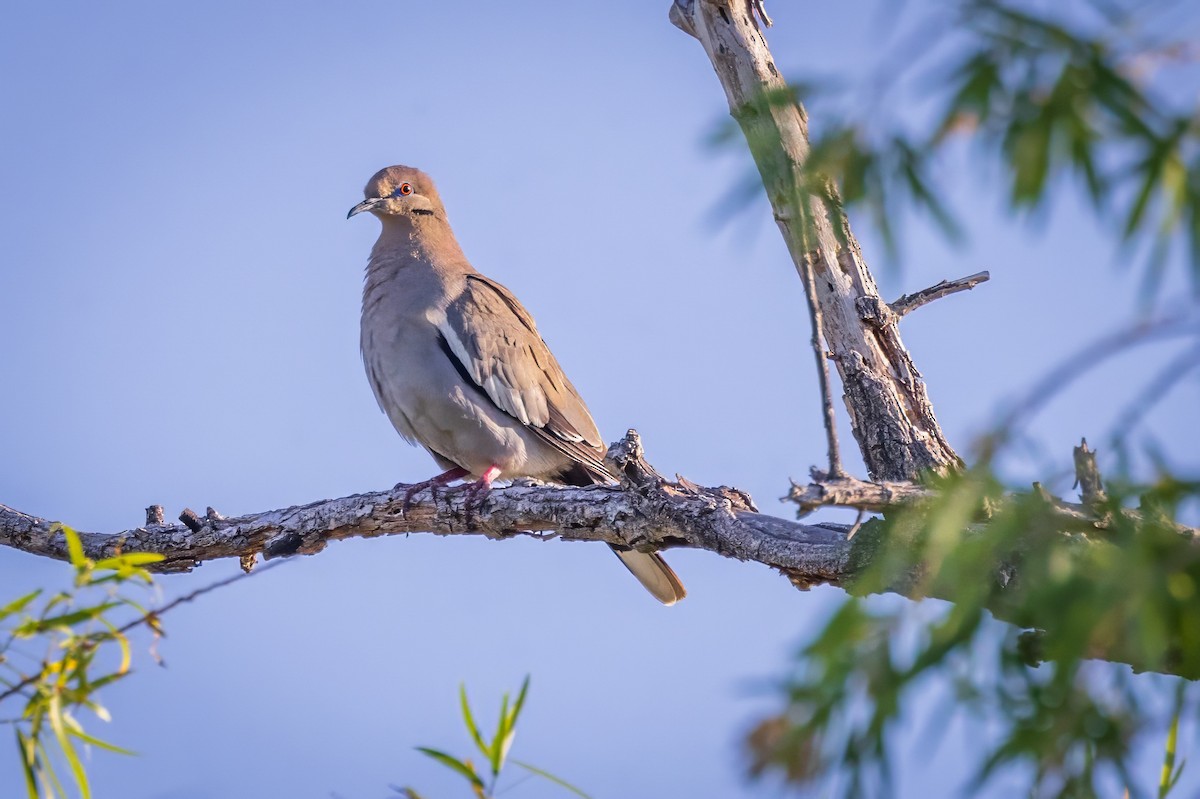 White-winged Dove - ML619894914