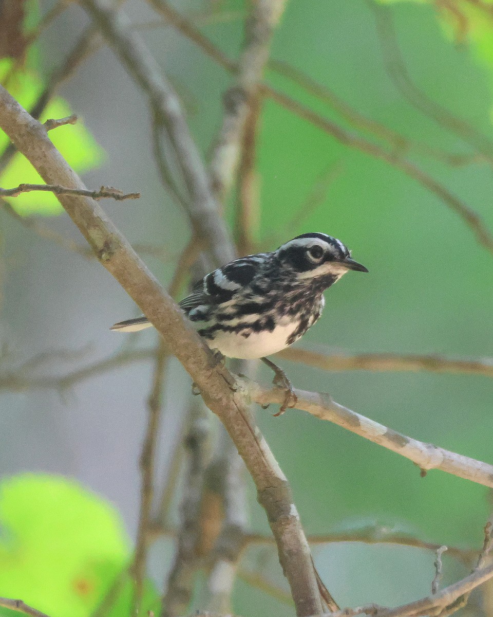Black-and-white Warbler - ML619894918