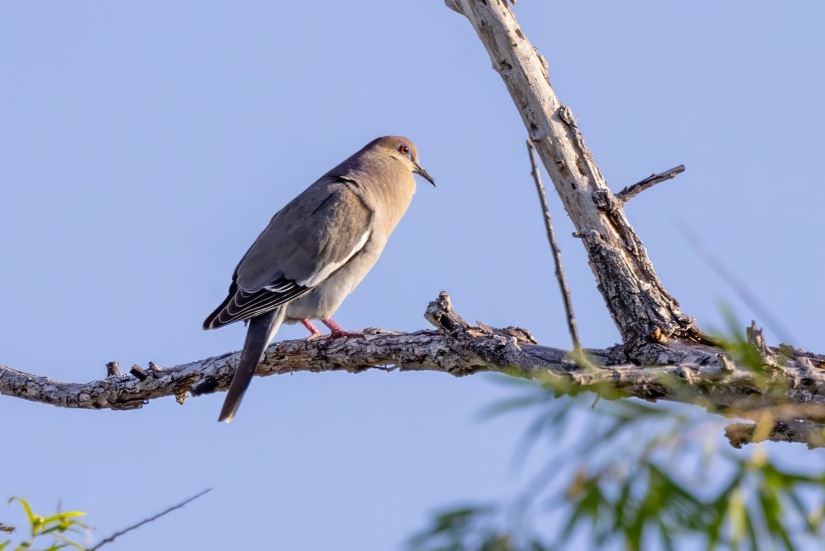 White-winged Dove - ML619894919