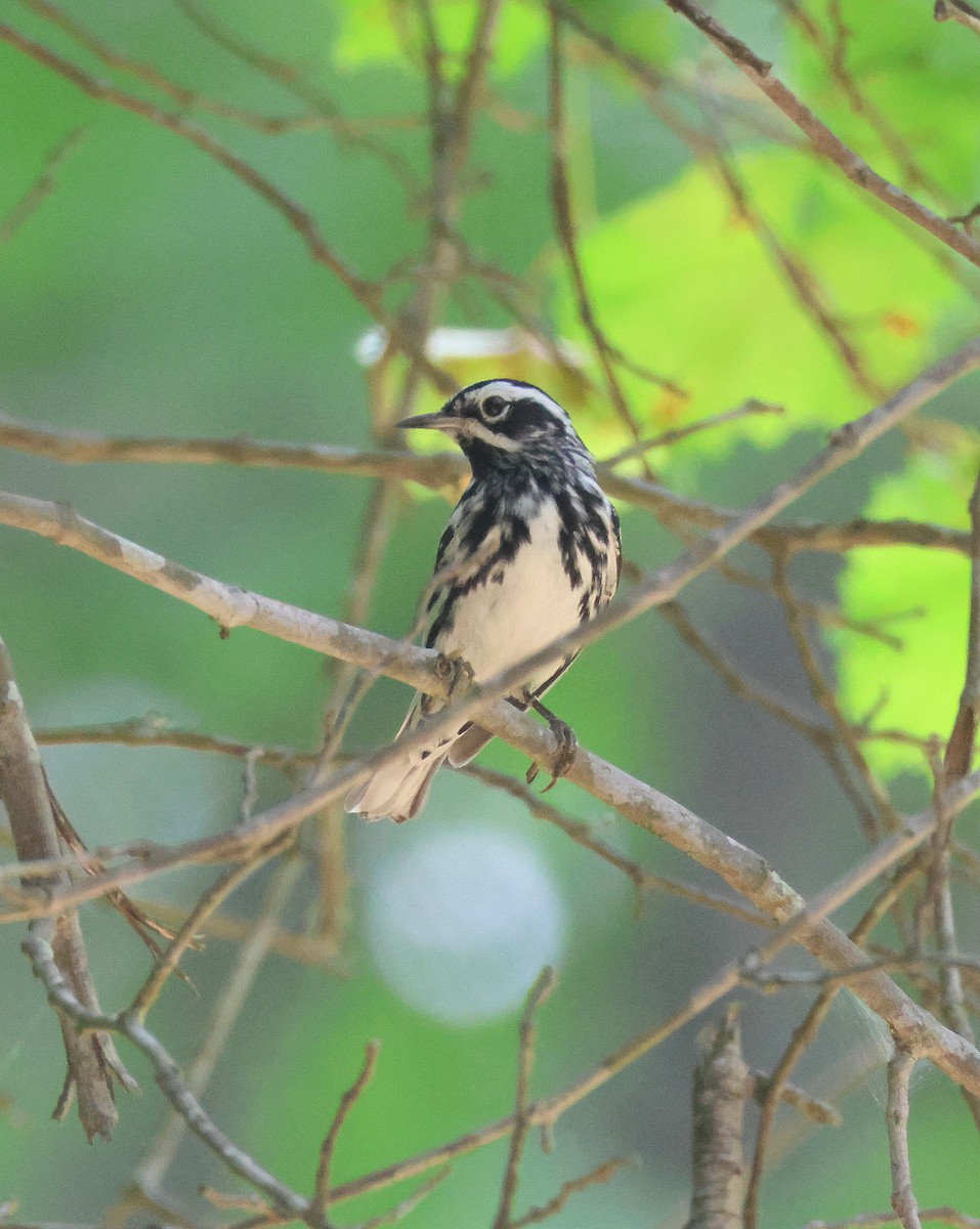 Black-and-white Warbler - ML619894925