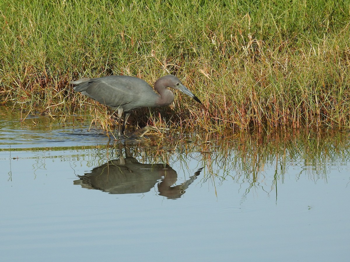 Little Blue Heron - ML619894930