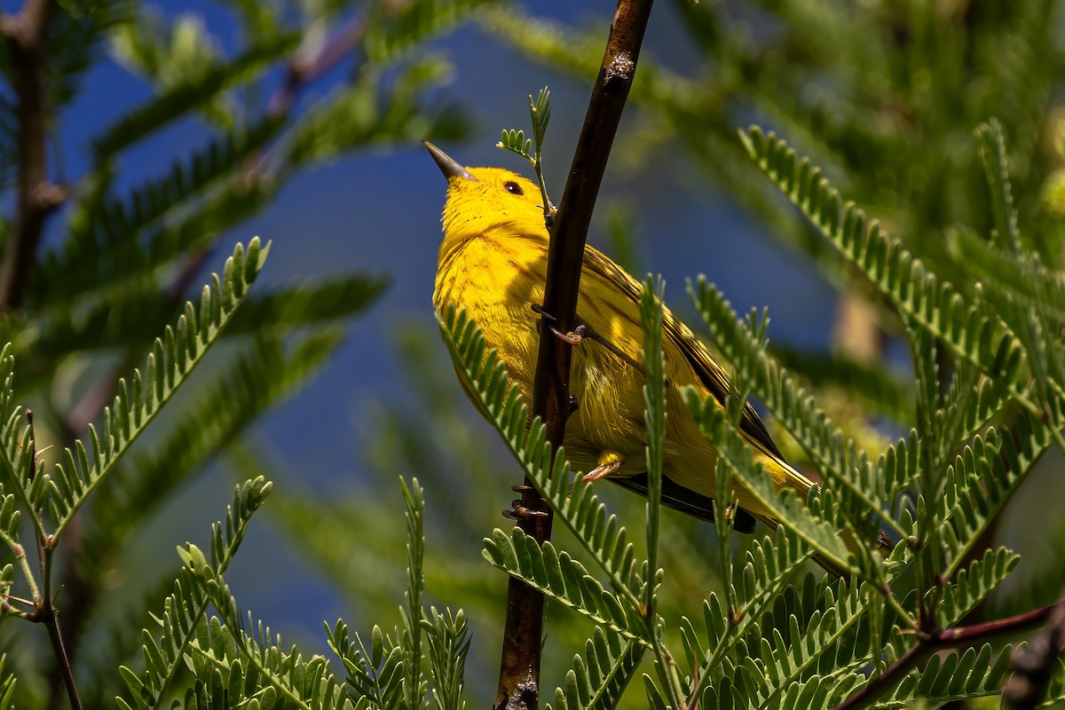 Paruline jaune - ML619894931