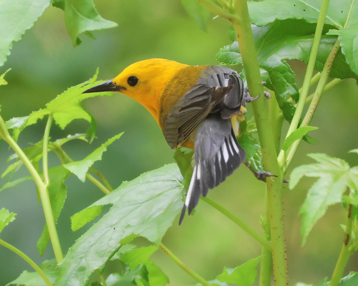 Prothonotary Warbler - ML619894934