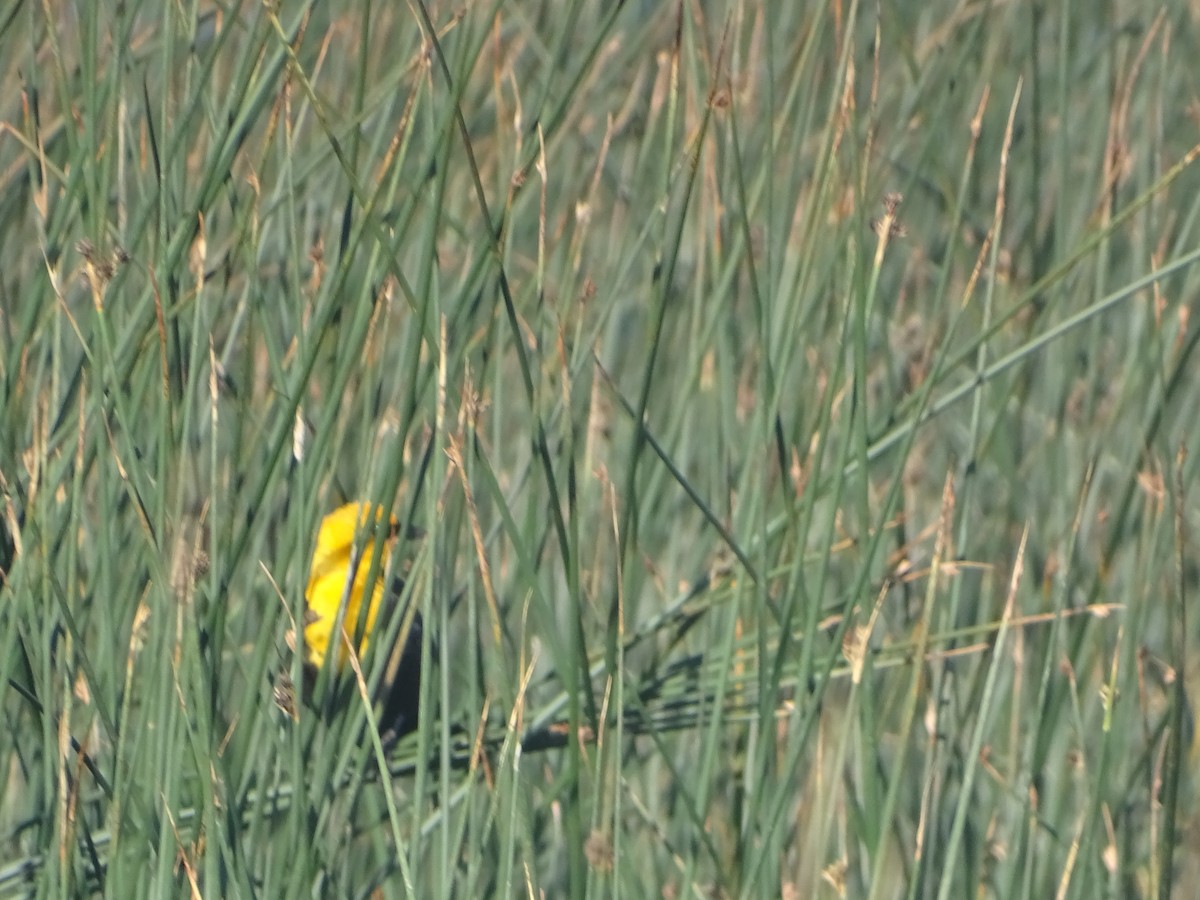 Yellow-headed Blackbird - ML619894939