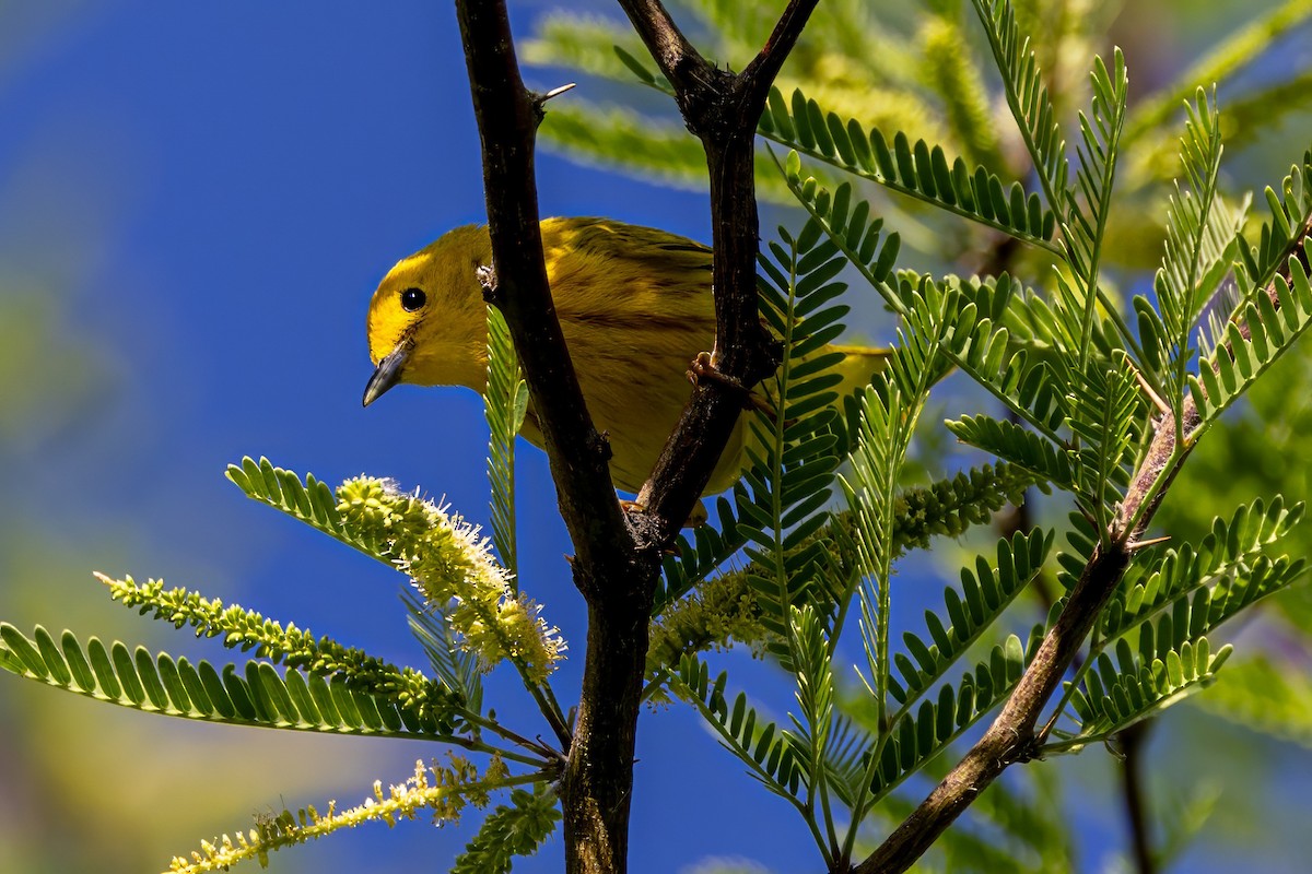 Paruline jaune - ML619894941