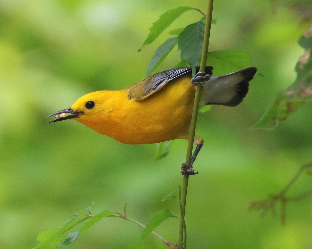 Prothonotary Warbler - ML619894944