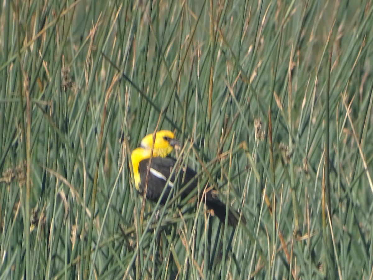 Yellow-headed Blackbird - ML619894959
