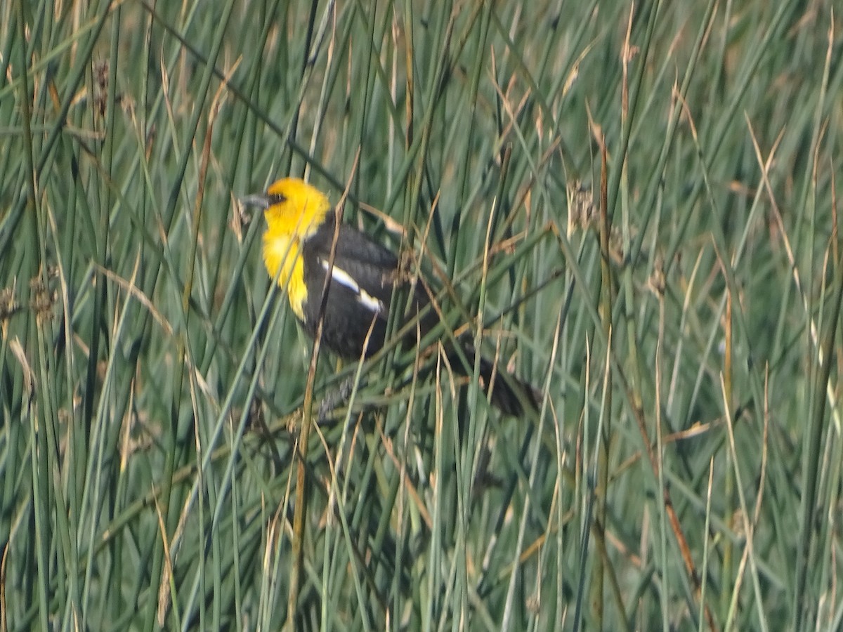 Yellow-headed Blackbird - ML619894960