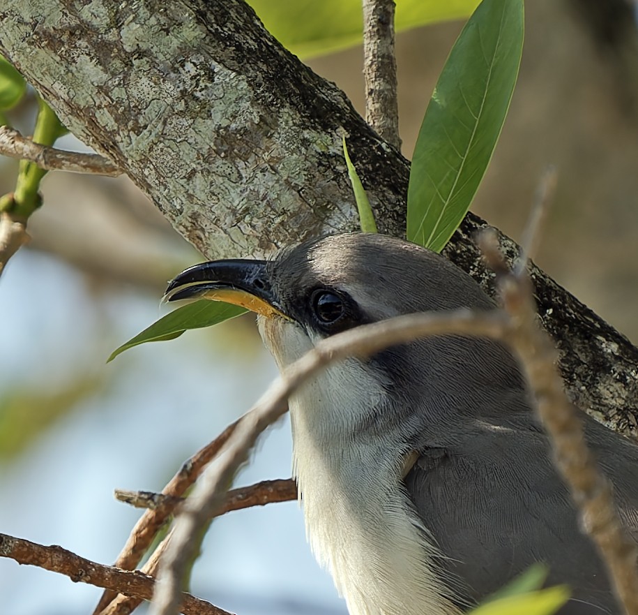 Mangrove Cuckoo - ML619894962