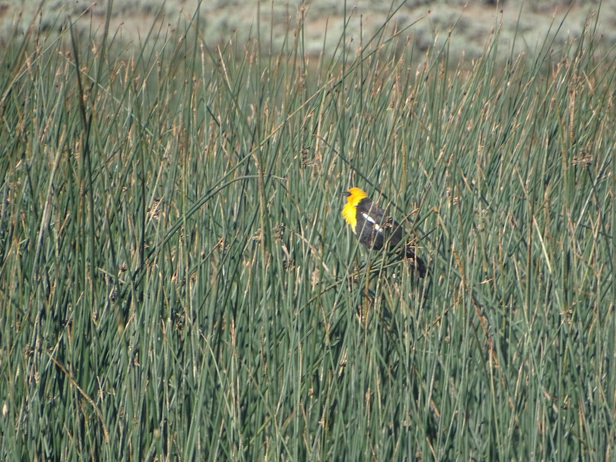 Yellow-headed Blackbird - ML619894963