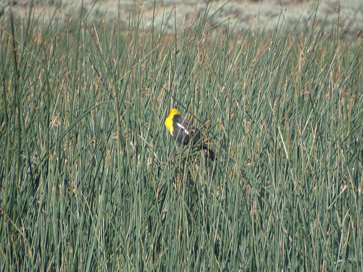 Yellow-headed Blackbird - ML619894964
