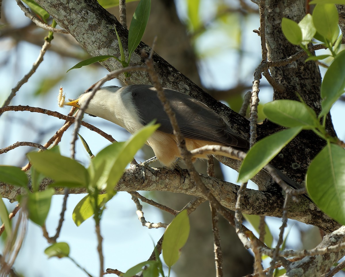 Mangrove Cuckoo - ML619894967