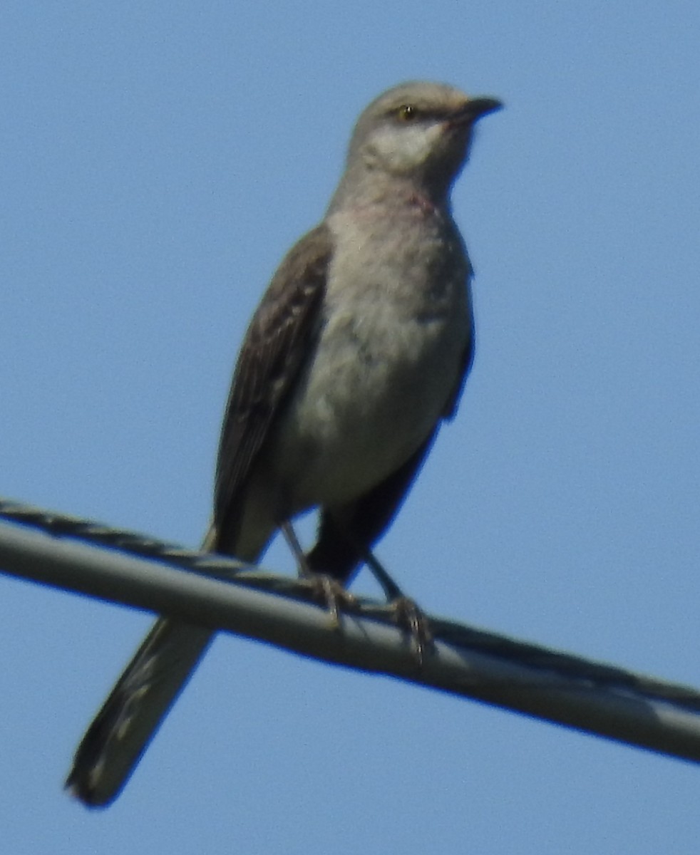 Northern Mockingbird - ML619894968