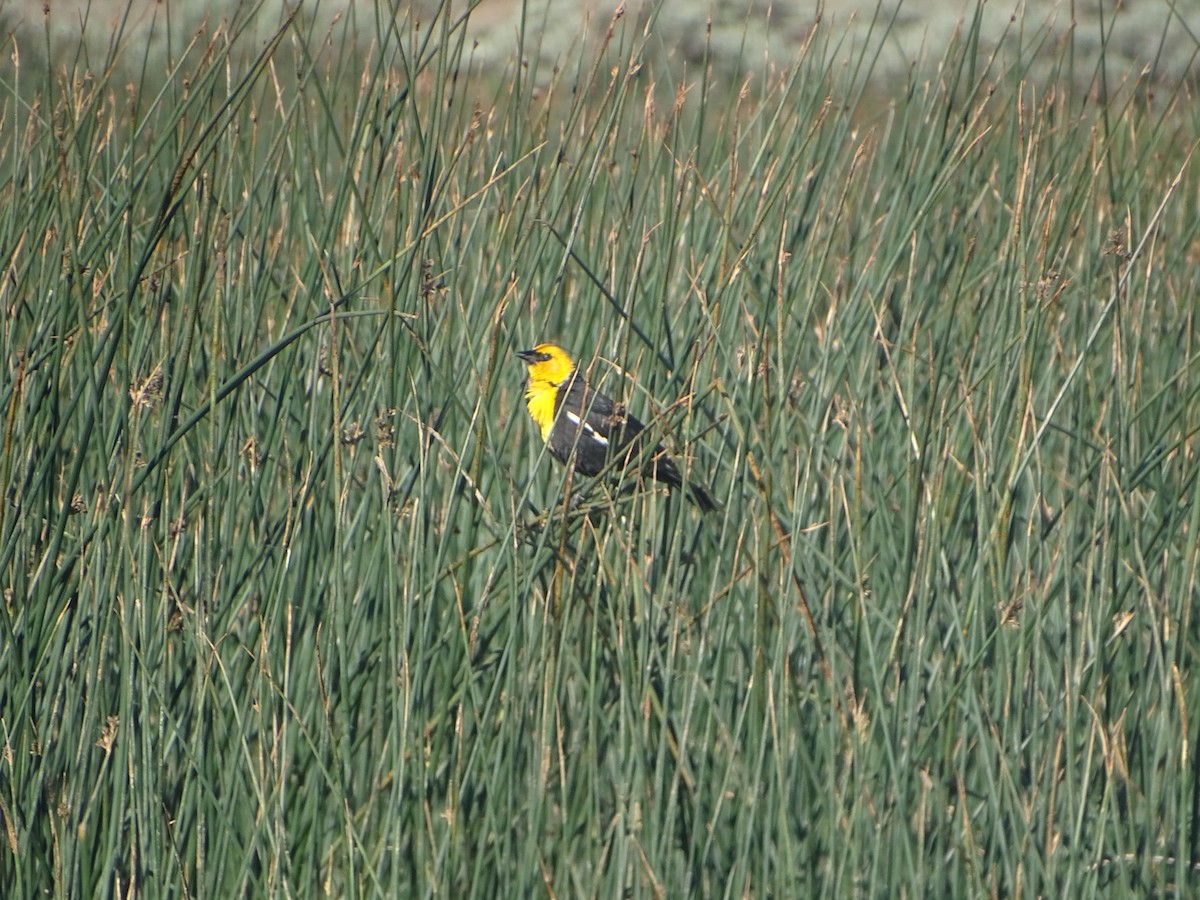 Yellow-headed Blackbird - ML619894976