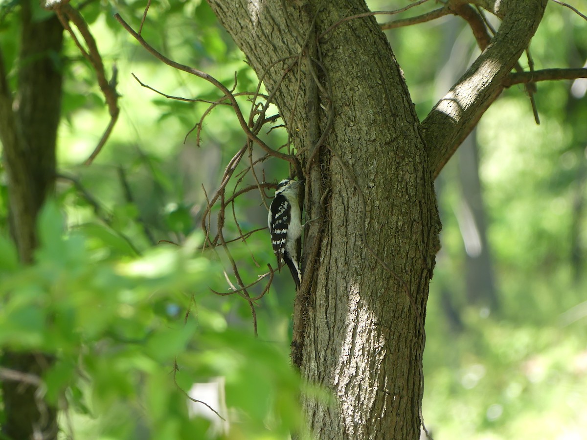 Downy Woodpecker - ML619894980