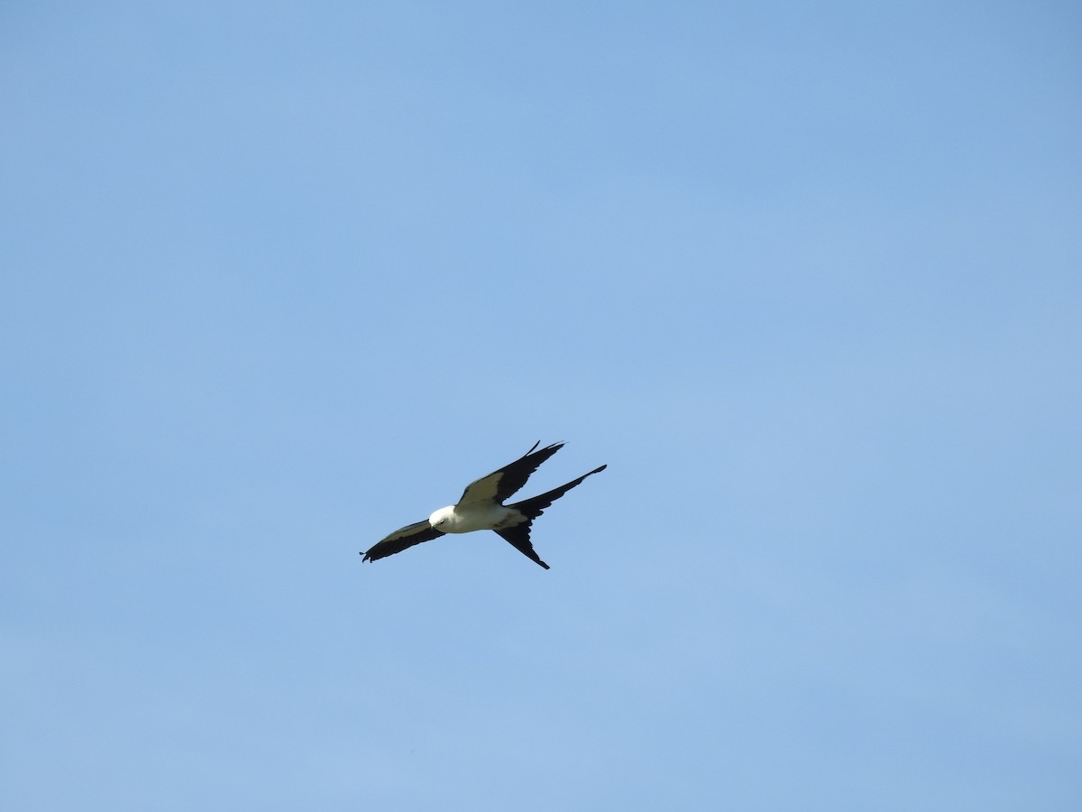 Swallow-tailed Kite - ML619894981