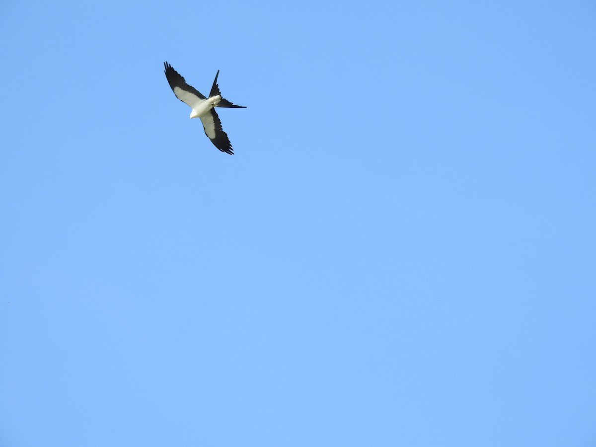Swallow-tailed Kite - ML619894982
