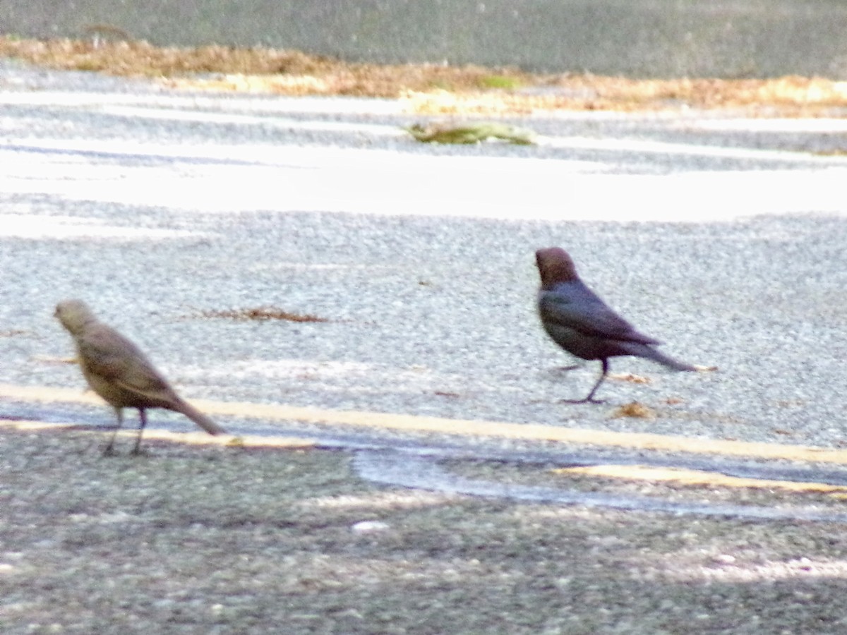 Brown-headed Cowbird - ML619894992