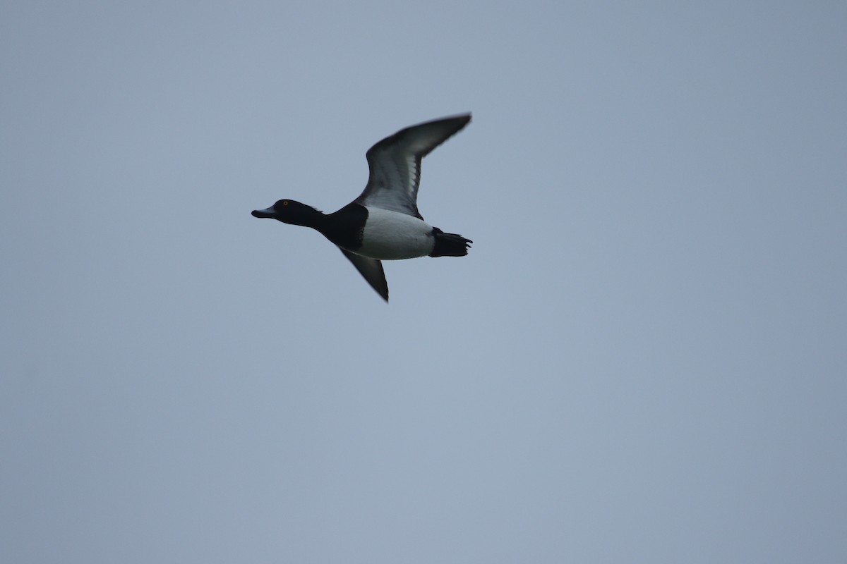 Tufted Duck - ML619894999