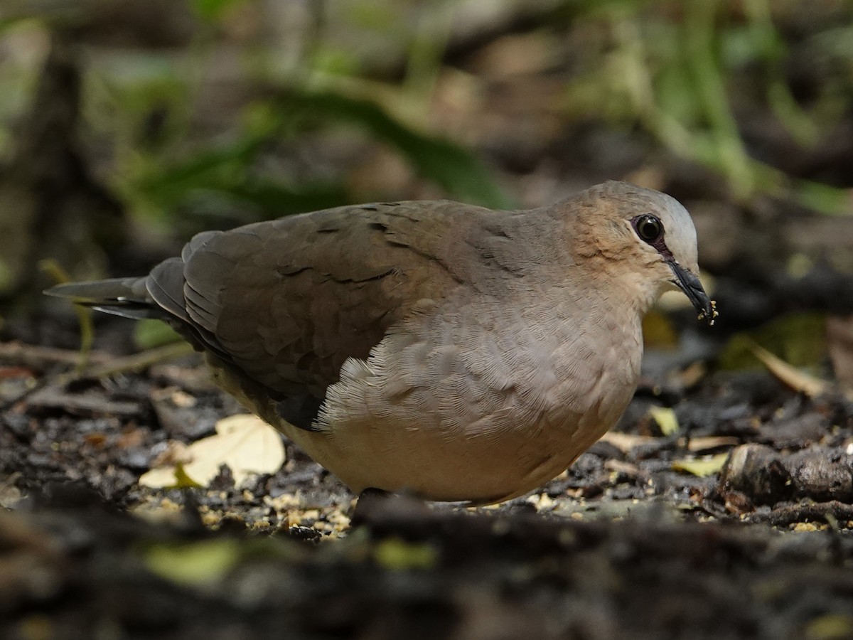 Gray-fronted Dove - ML619895020