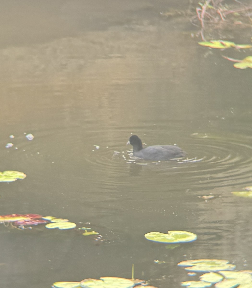 Eurasian Coot - ML619895036