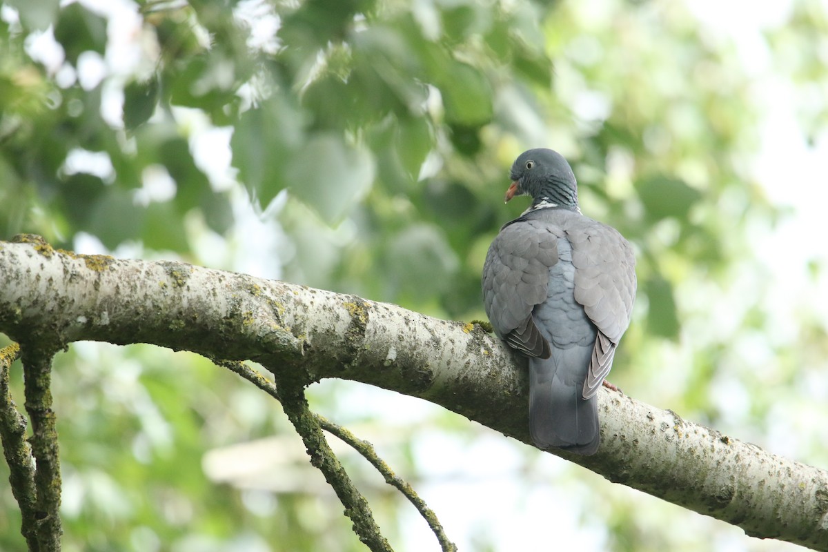 Common Wood-Pigeon - ML619895038