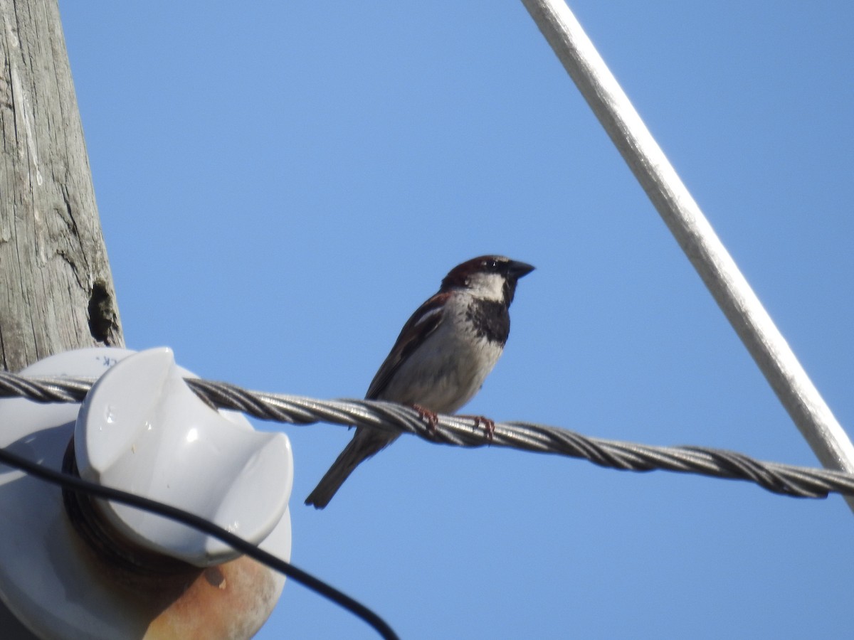 House Sparrow - ML619895045