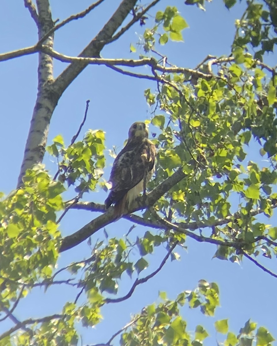 Red-tailed Hawk - ML619895047