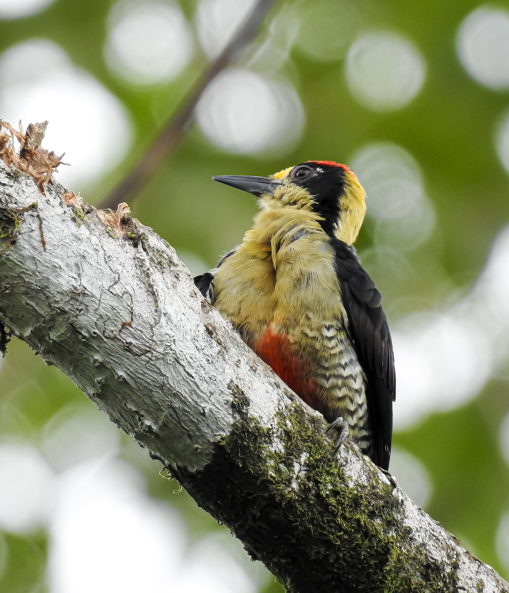 Golden-naped Woodpecker - ML619895055