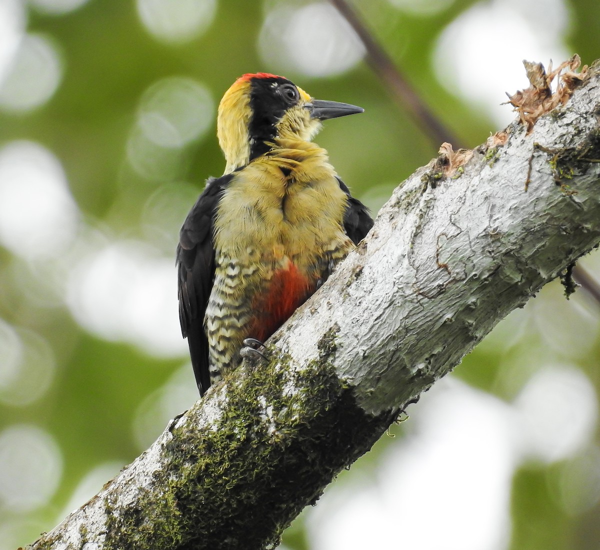Golden-naped Woodpecker - ML619895056