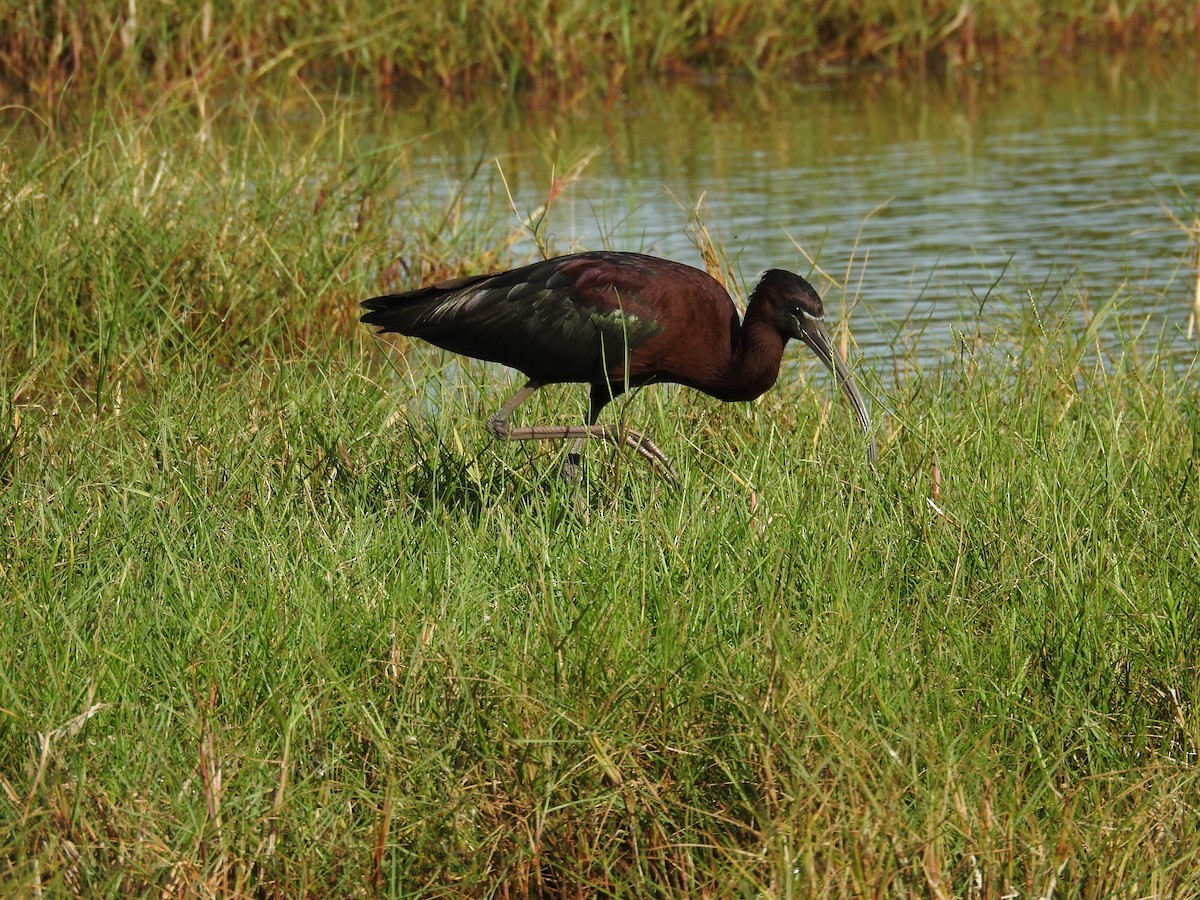 Glossy Ibis - ML619895059