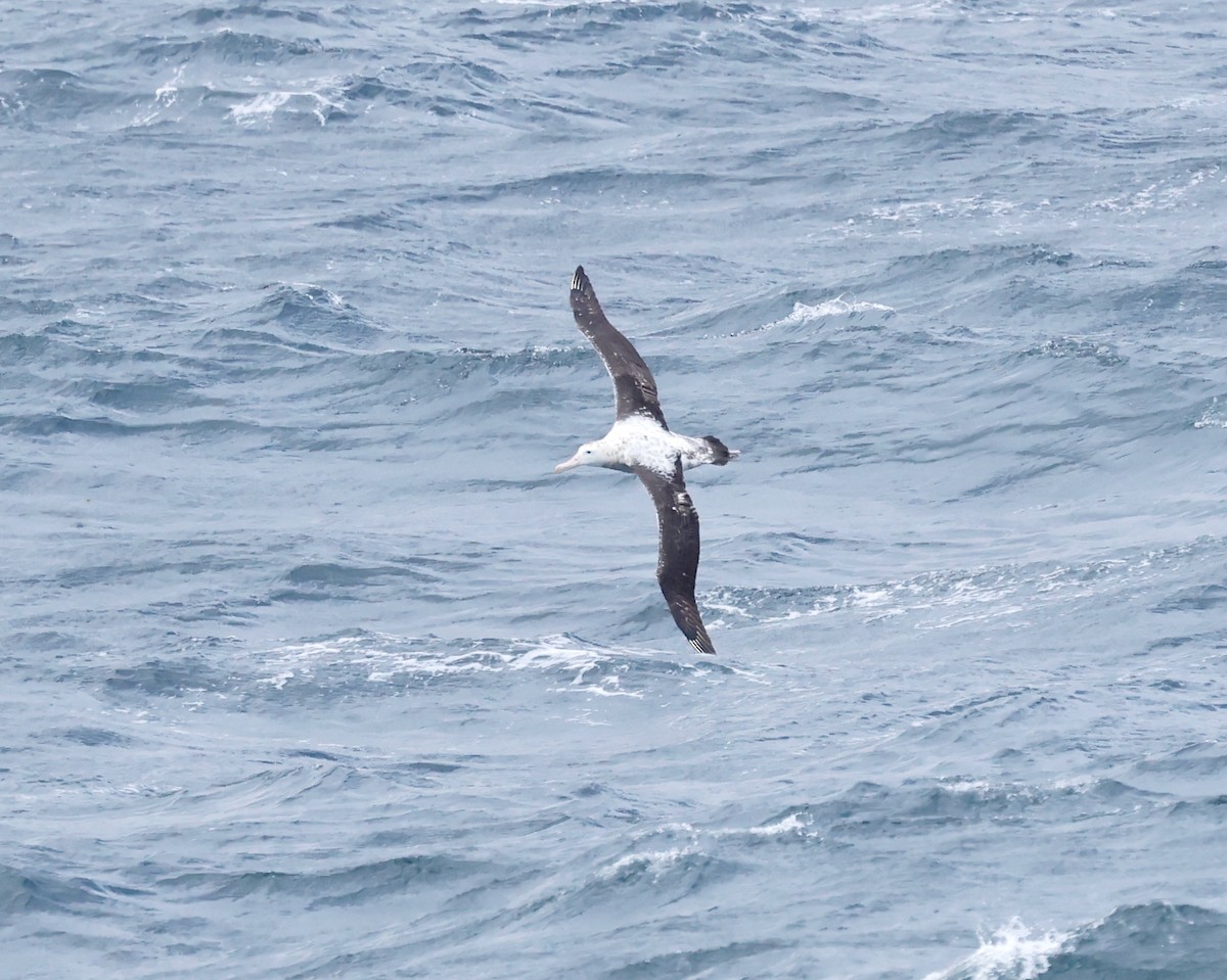 Northern/Southern Royal Albatross - ML619895065