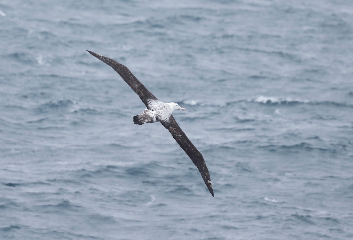 Northern/Southern Royal Albatross - ML619895073
