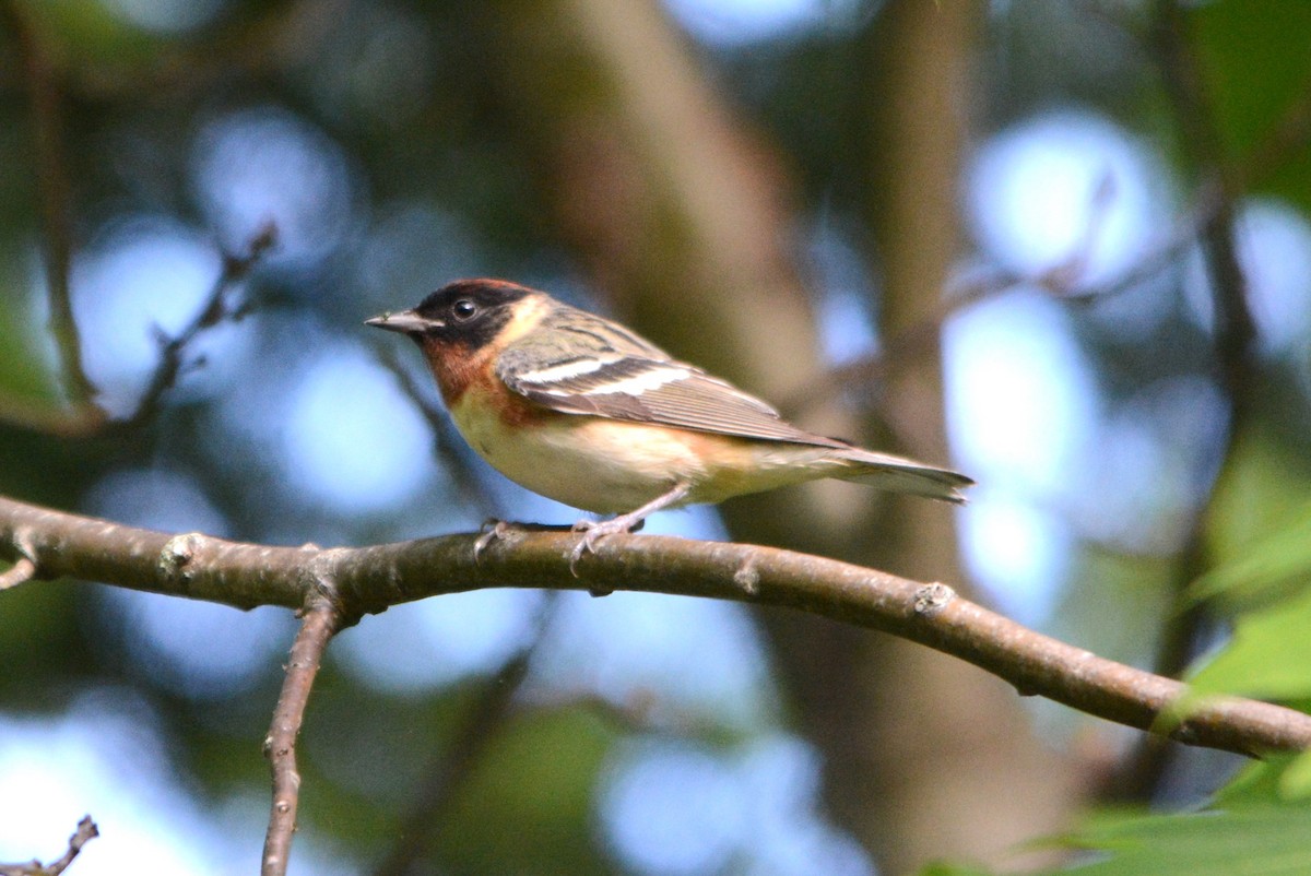 Bay-breasted Warbler - ML619895077