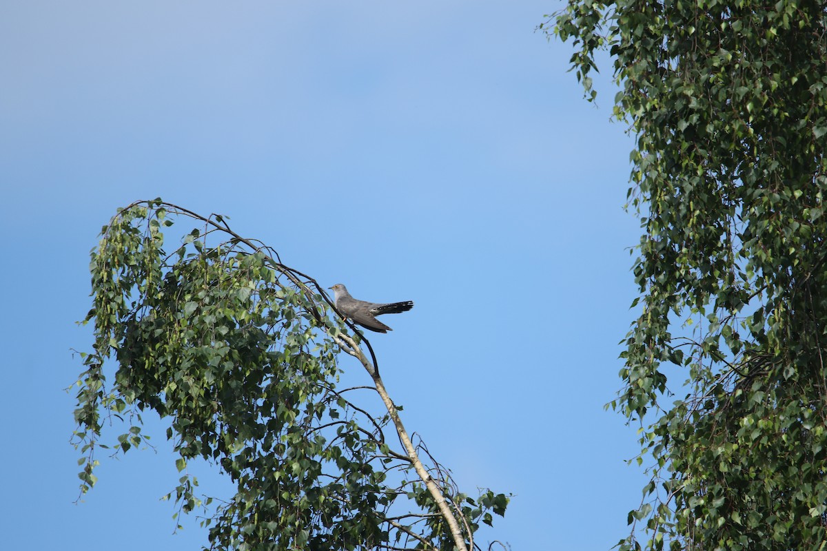 Common Cuckoo - ML619895082
