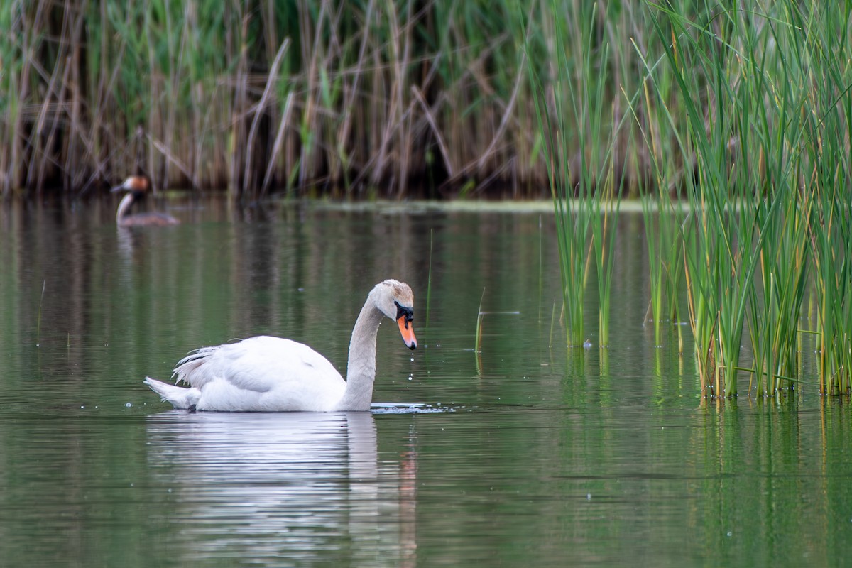 Mute Swan - ML619895085