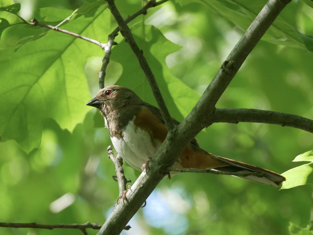 Eastern Towhee - ML619895090