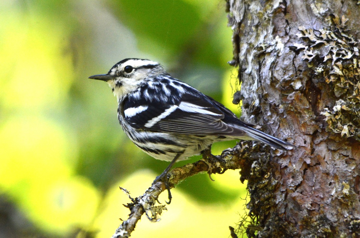 Black-and-white Warbler - ML619895116