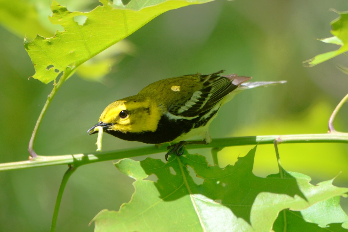 Black-throated Green Warbler - ML619895126
