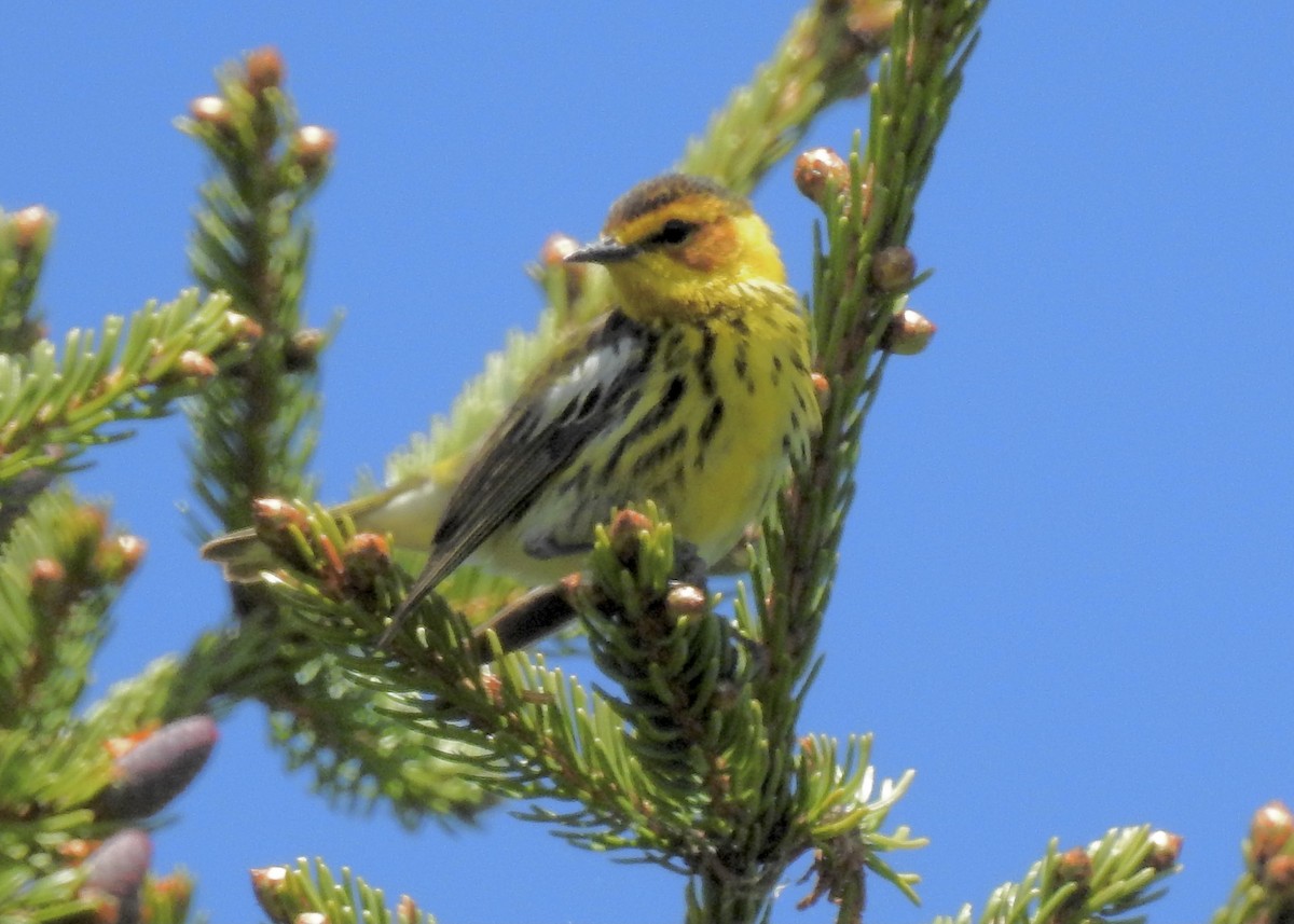 Cape May Warbler - ML619895133