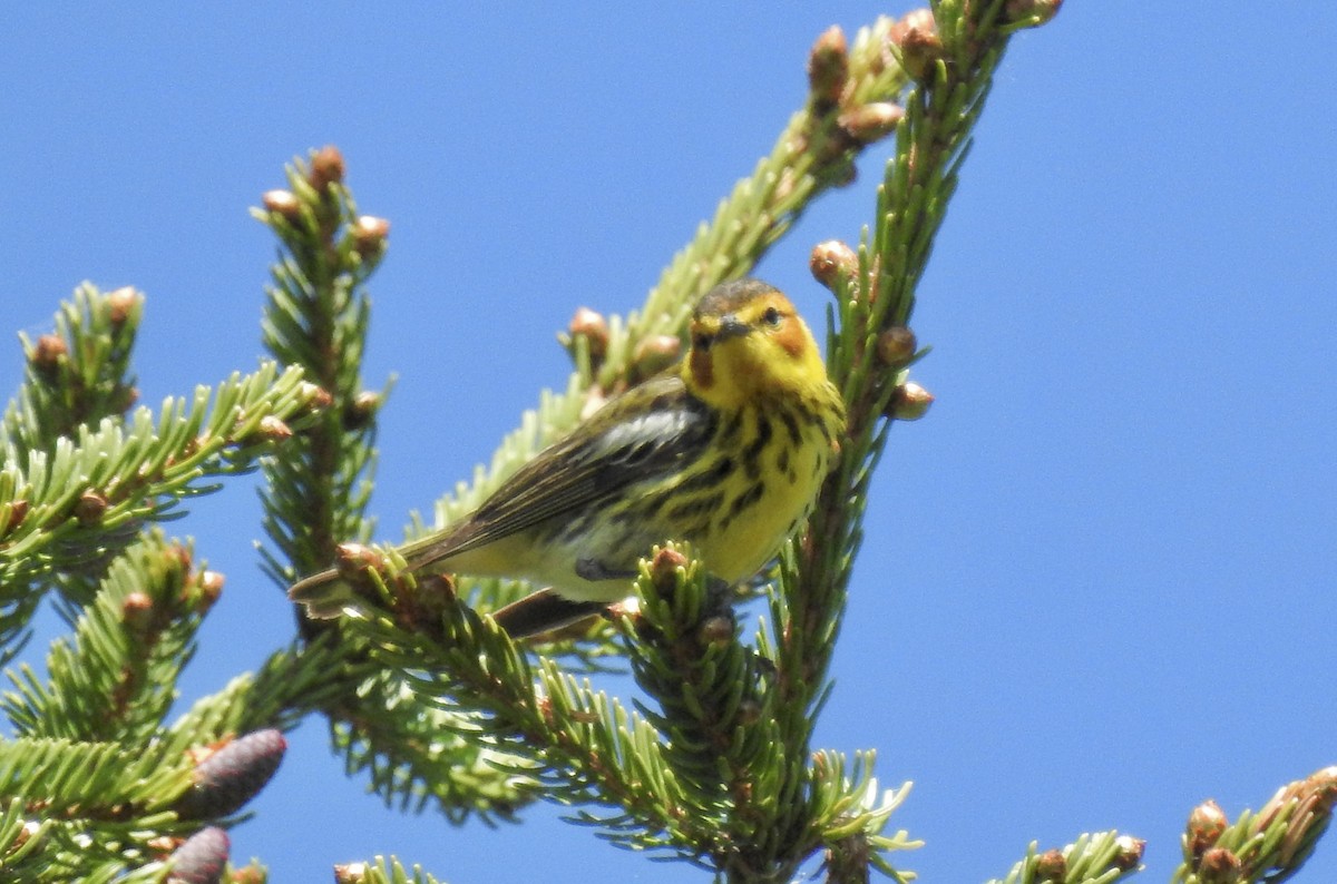 Cape May Warbler - ML619895134