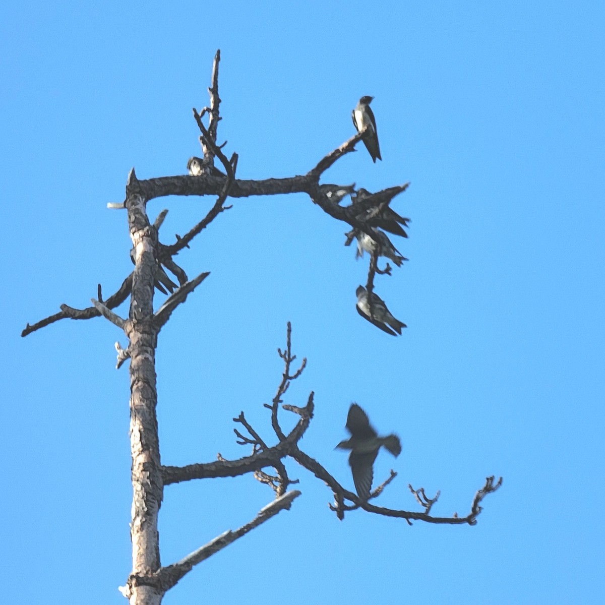 Golondrina Purpúrea - ML619895135